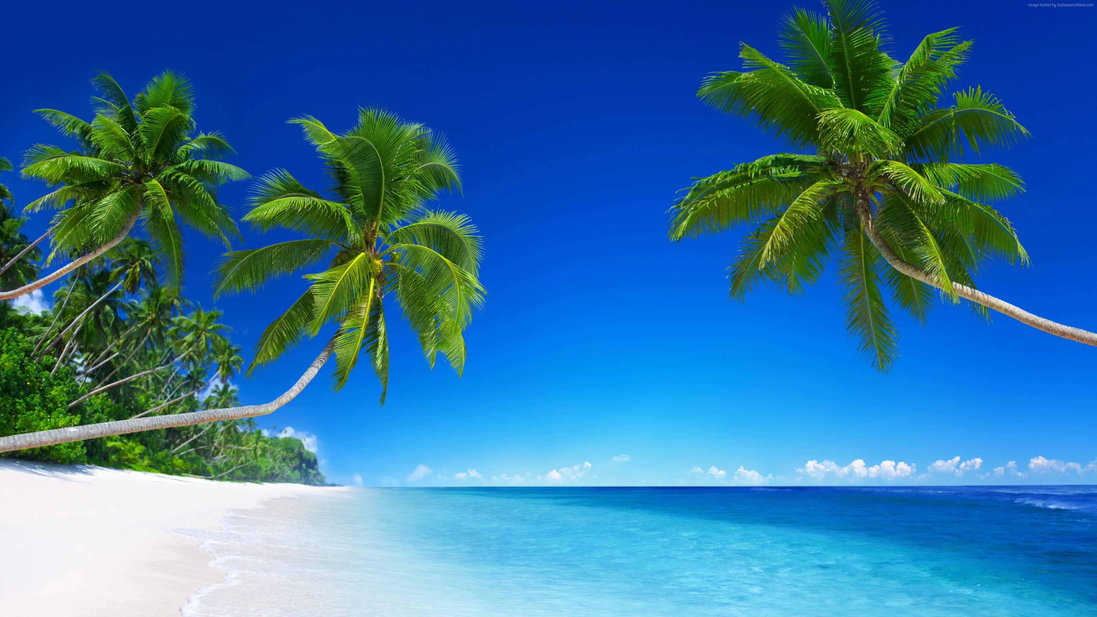 Wallpaper tropical beach, 5k, 4k wallpaper, 8k, paradise, palms, sea, blue, Travel